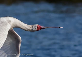 Spoonbill in flight - Table Bay Nature Reserve - Copyright Vernon Chalmers