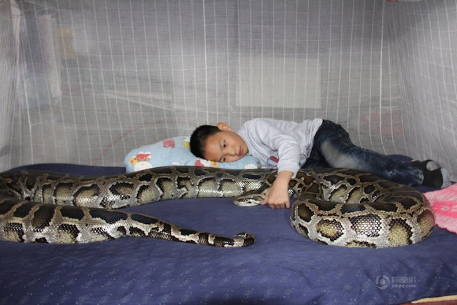 13 years old chinese kid and python pics