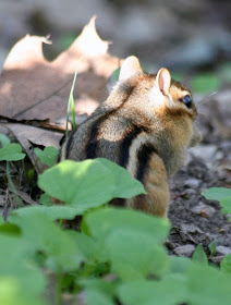 The chipmunk @ Hendrie Park, RBG, Burlington, ON :: All Pretty Things