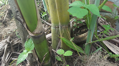 Sugarcane is Good For Woman Pregnant (During Pregnancy)