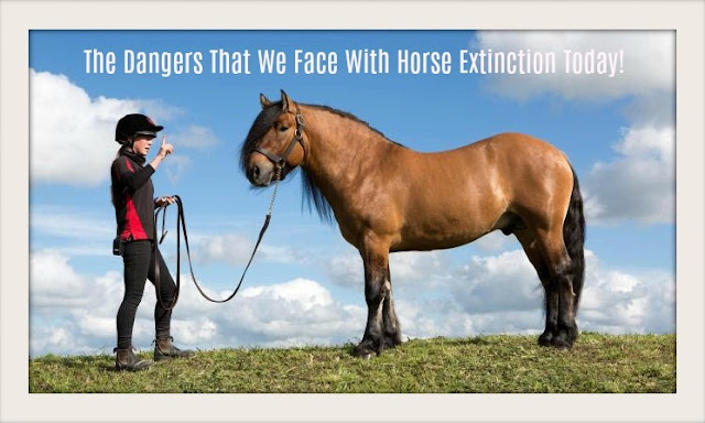 The Dangers That We Face With Horse Extinction Today!
