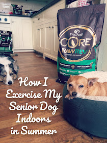 How I Exercise My Food-Motivated Senior Dog Indoors in Summer