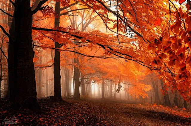 World's Most Beautiful Forest Pictures