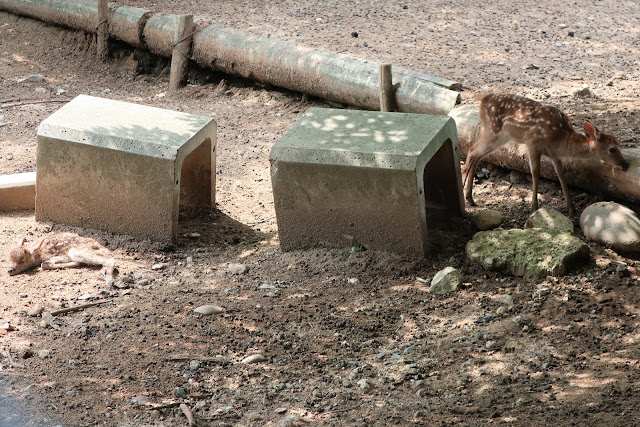 奈良公園 子鹿 赤ちゃん鹿