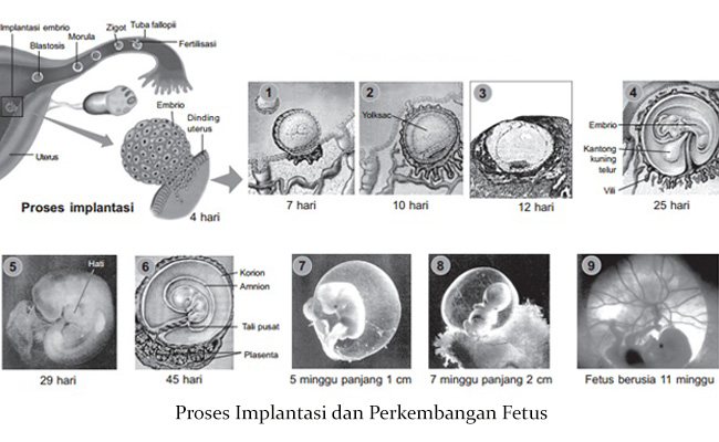 Proses Fertilisasi dan Perkembangan  Zigot pada Manusia 