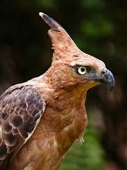 Konsep 35+ Gambar Burung Garuda Asli