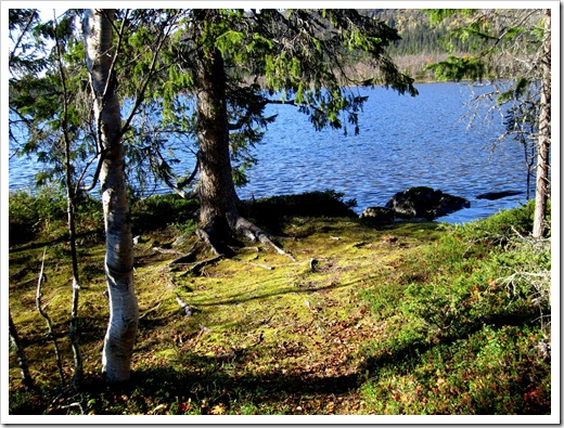 En mottbeklädd glönta som gjord för en paus.