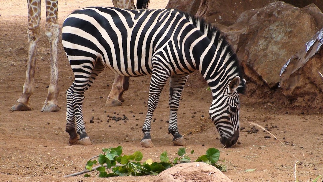 Zebra HD Wallpaper 8