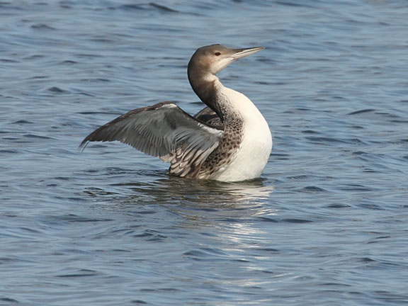 common loon drawing. hairstyles 2010 Common Loon