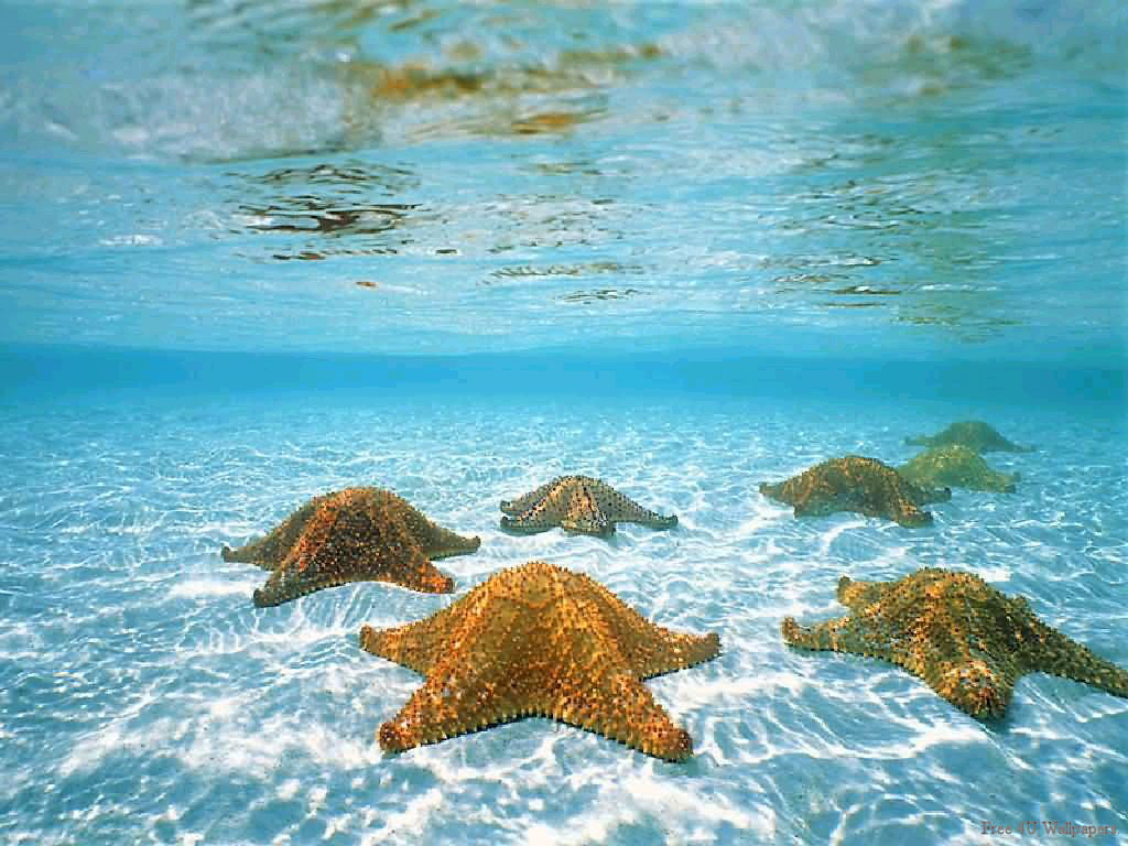 Underwater Wallpaper