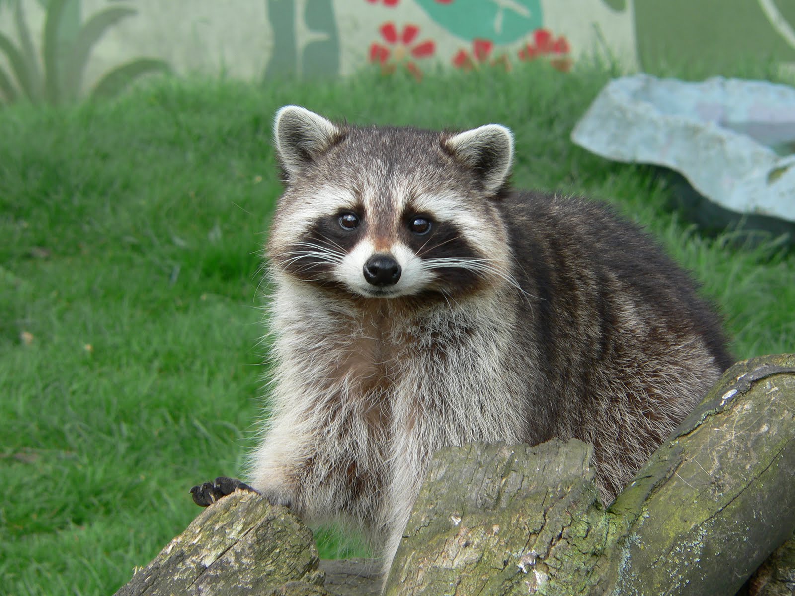 Picture Of Raccoon 9