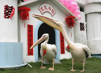 Chinese Pelicans Get Married
