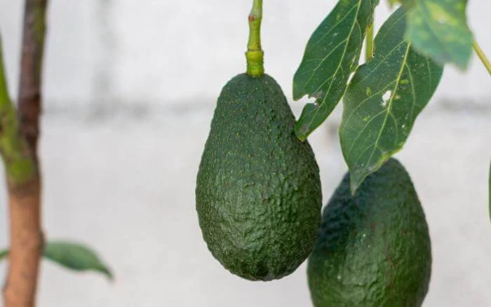 Abacates verdes, em abacateiro cultivado em vaso.