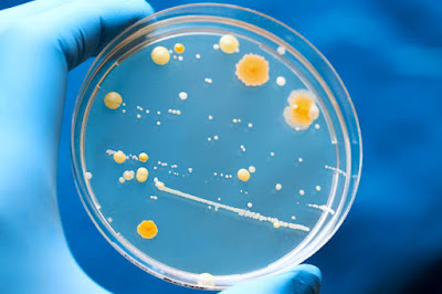 Nutrition of bacteria diagram