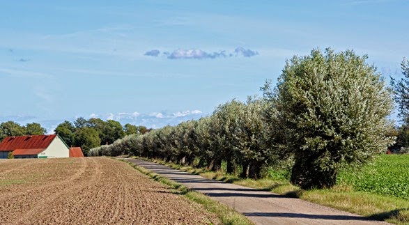 Skånsk allé (1)