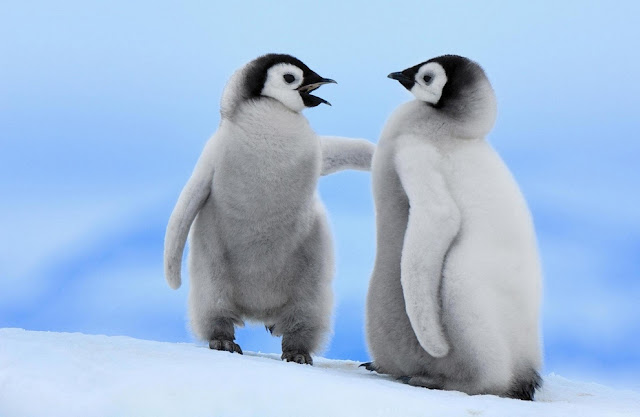 Penguins are charming and friendly creatures, they walk funny, graceful and fast in the water. In most people, they evoke sympathy and a smile.
