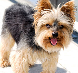 yorkshire terrier puppy yorkie dog animal pets