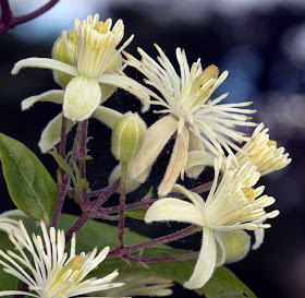 Flowers of Old Man's Beard, also called Traveller's Joy, Clematis vitalba.   Lullingstone Country Park.  13 August 2011.