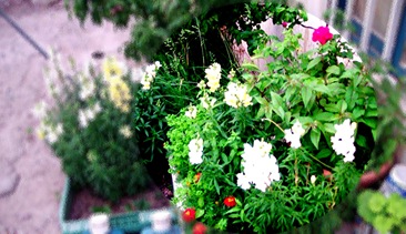 SAM_0301