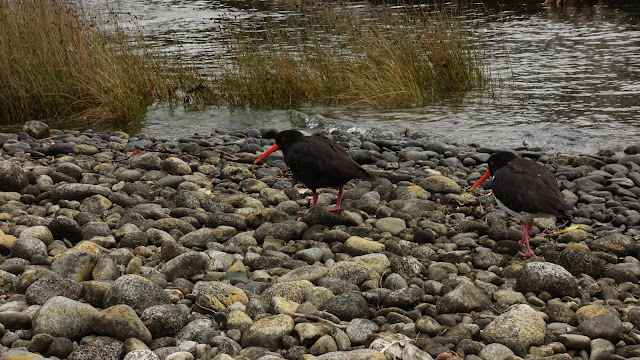 Variable Oystercatcher