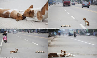 TOUCHING STORY OF TWO DOGS IN CHINA