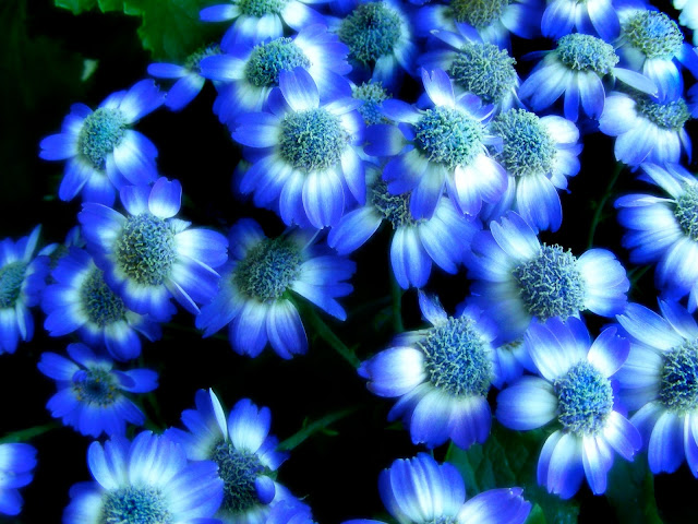 Blue Flower Wallpapers