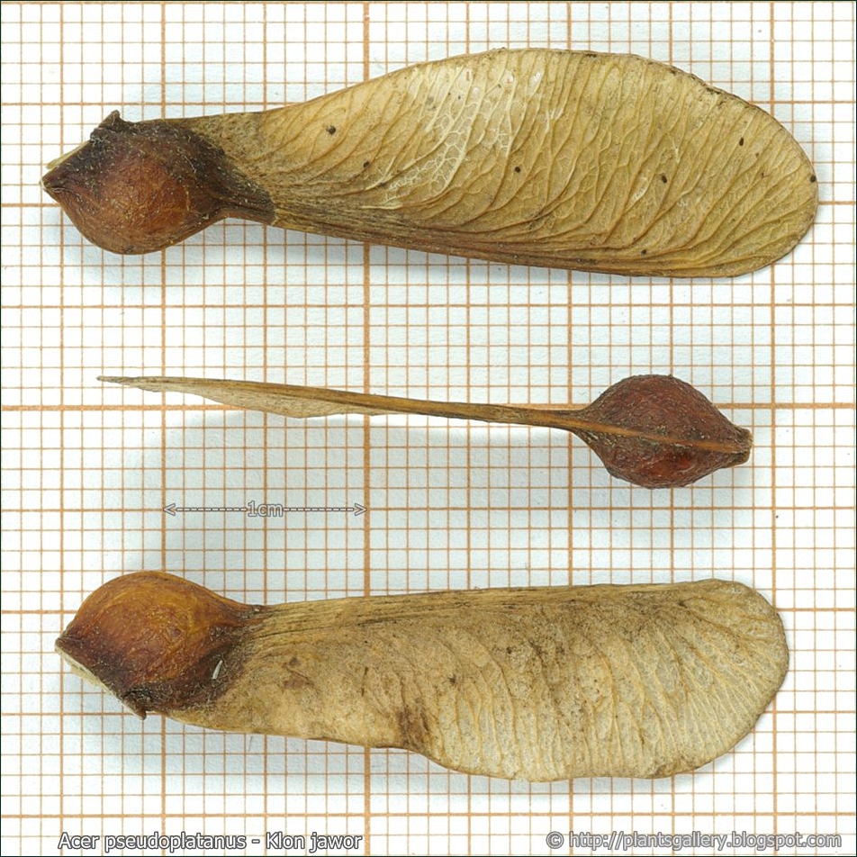 Acer pseudoplatanus seeds - Klon jawor nasiona