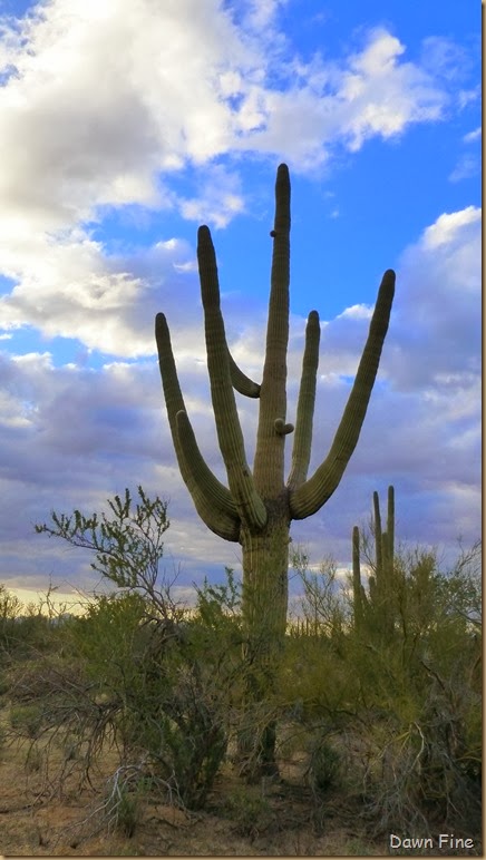 Saguaro NP West_060