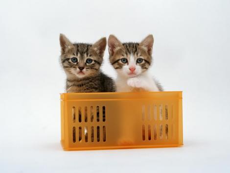 cute kitten wallpaper. Amazing Cute Kittens Wallpaper