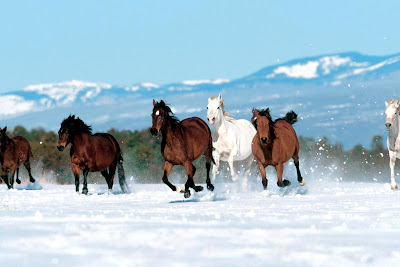 caii slbatici in natura iarna