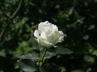 FOTOS DE ROSAS BLANCAS