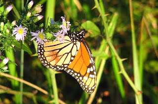 Kupu-kupu Monarch