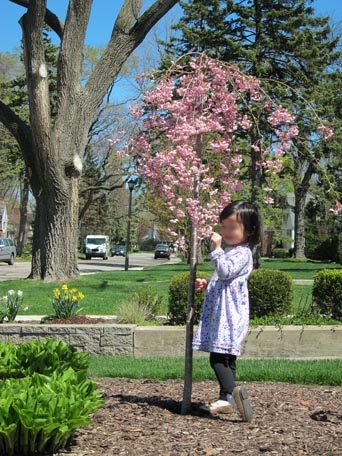 weeping cherry tree pictures. now a Weeping Cherry tree.