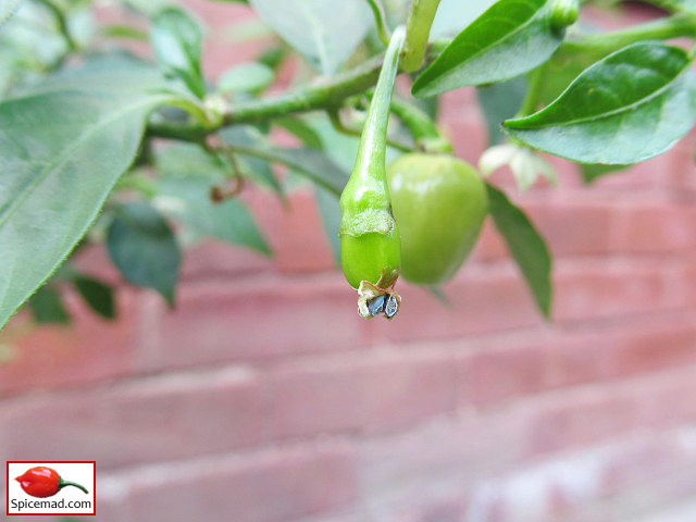 Peruvian White Habanero - 2nd September 2021