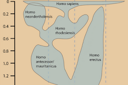 What Can Evolution Teach us About the Human Diet?