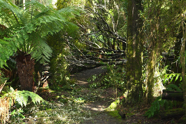 Beauchamp Falls, Beech Forest