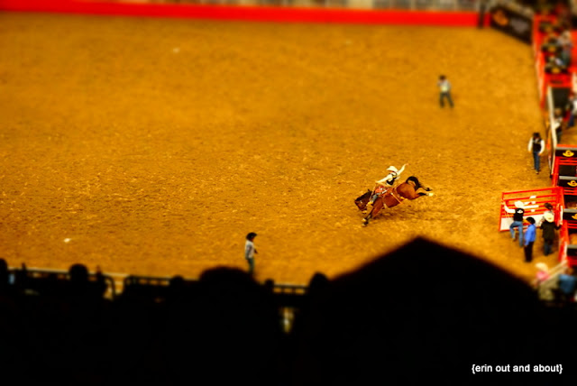 {Erin Out and About} San Antonio Rodeo, San Antonio