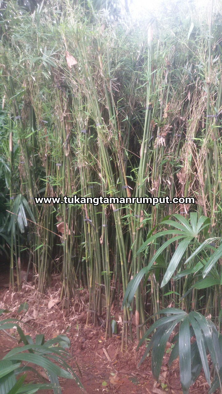 Jual bambu klisik tanaman pagar hidup TUKANG TAMAN