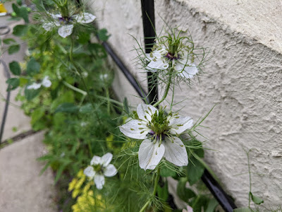 ニゲラの花