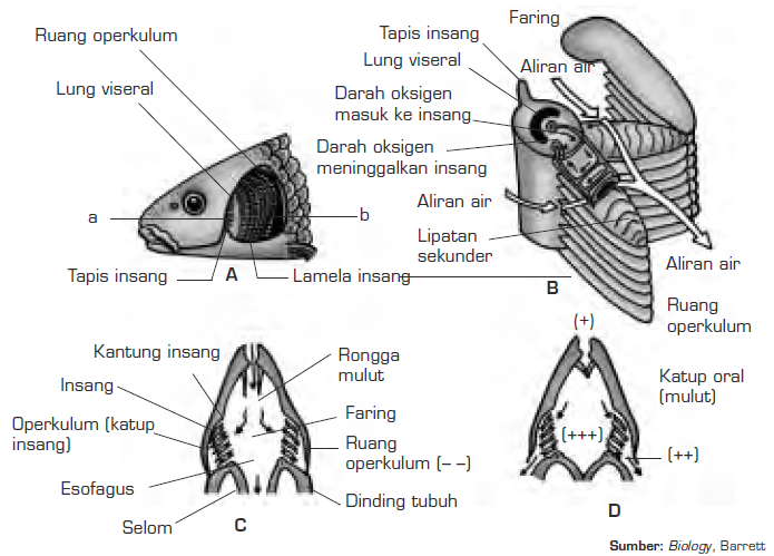  Sistem  Pernapasan Hewan  Vertebrata  Respirasi Vertebrata 