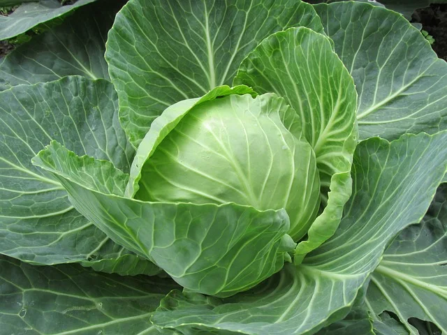 Cabbage For Skin Tightening