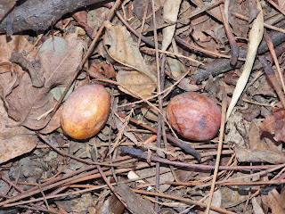 Chinaberries on Yuelu Mountain