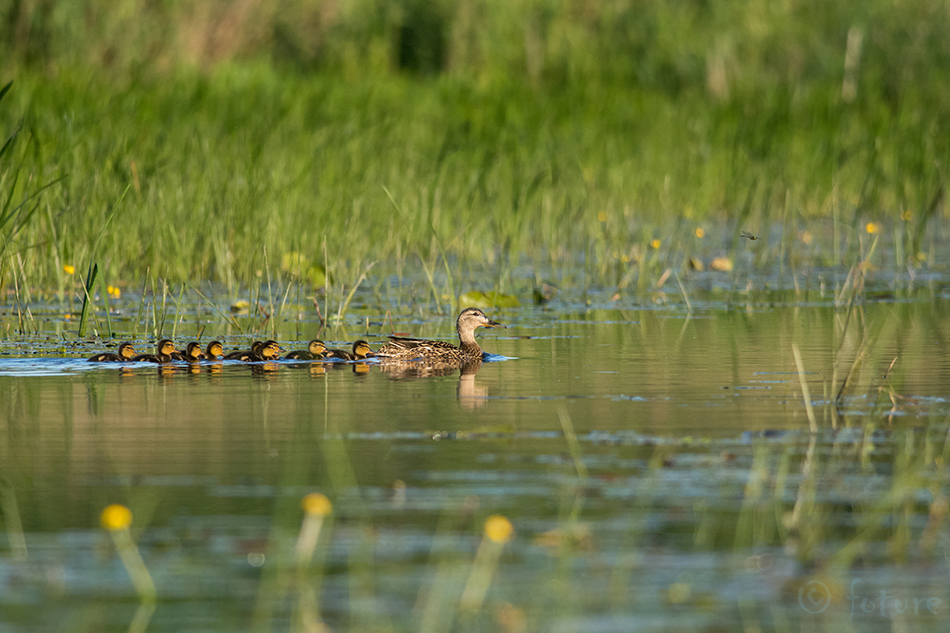 Sinikael-part, Anas platyrhynchos, Mallard, Greenhead, duck