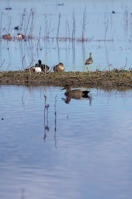 California, travel, birdwatching, bird, birding, nature, photography, landscape, Gadwall duck, Northern Shoveler duck, 