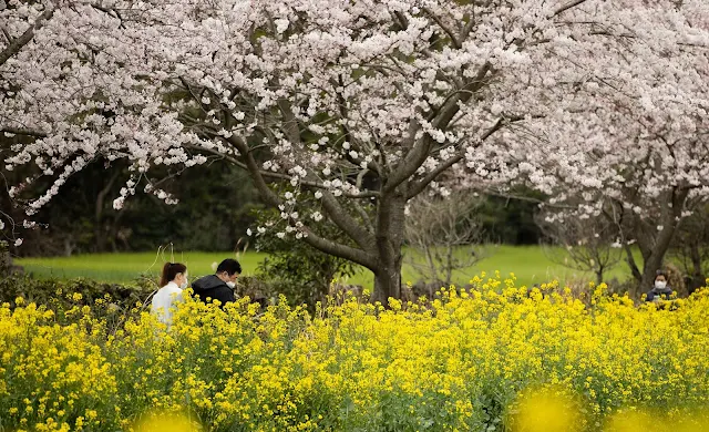 Jeju-Canola-Flowers-and-Cherry-Blossoms-Couple-Sitting-Together-Under-a-Cherry-Blossom-Tree-in-a-Canola-Field-Photo-Credit-Flickr-ROK-Kim-Soon-joo