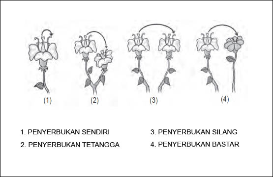 Macam Macam Penyerbukan beserta Gambarnya [Lengkap]