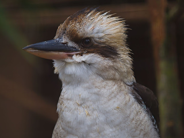 Vogelpark Heiligenkirchen