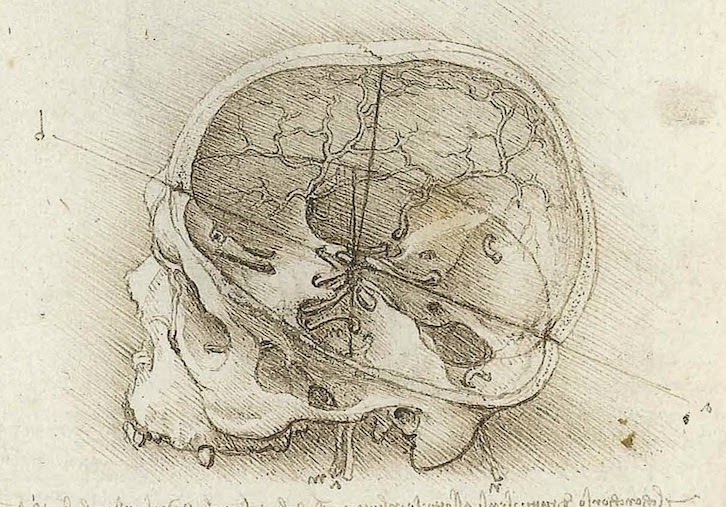 解剖学と芸術 講座告知 レオナルド ダ ヴィンチの人体表現
