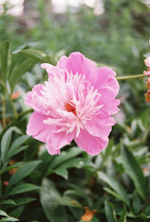 "Spring Peony" by Jean Smith