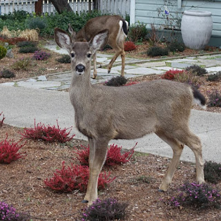 Photo of quizzical deer.